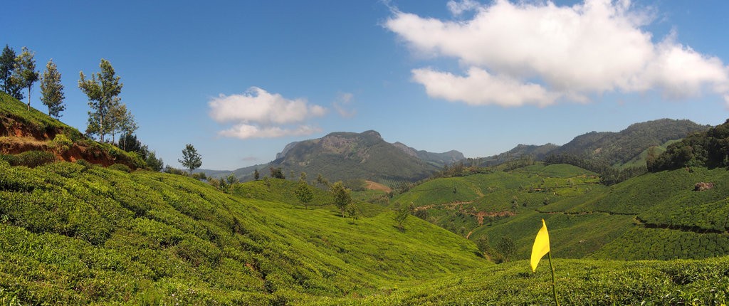Munnar tea hills