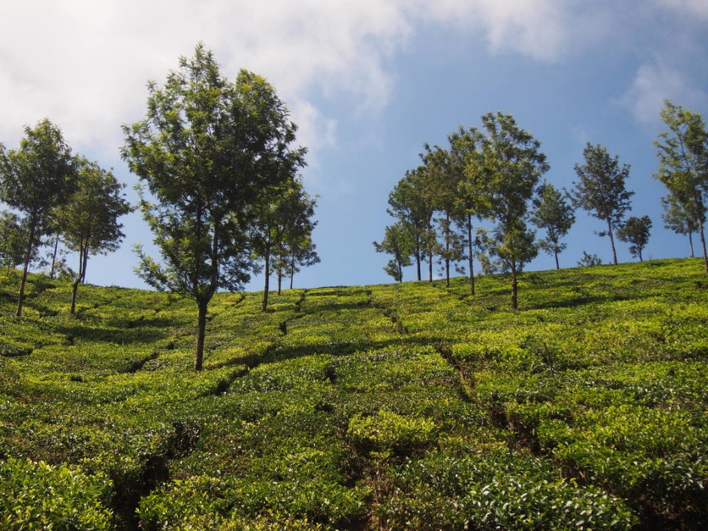 tea plantation