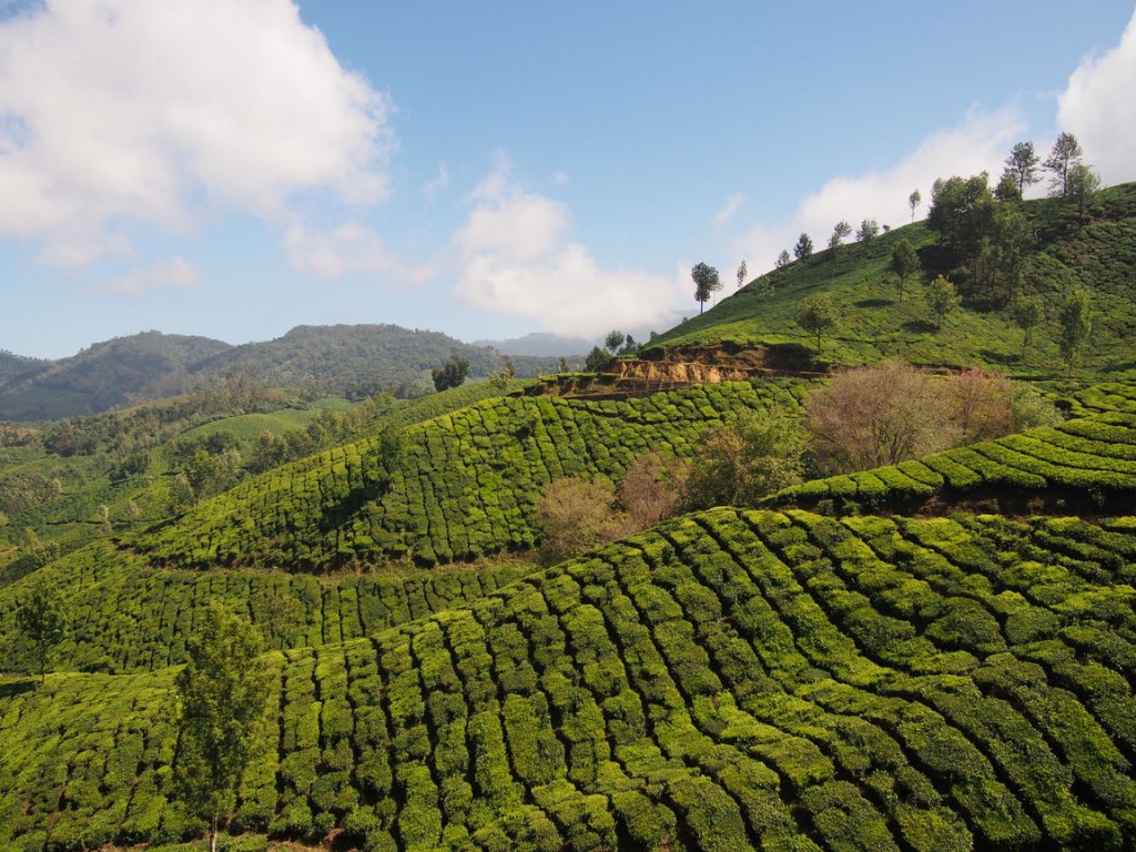 tea plantations