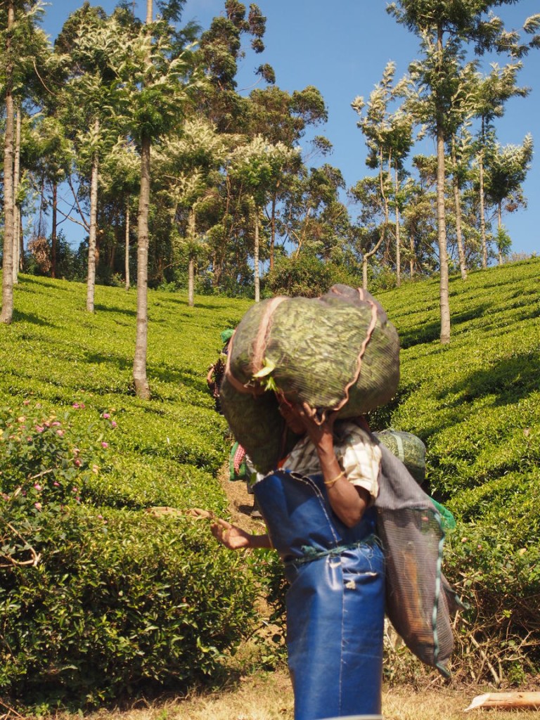 Recolta de ceai